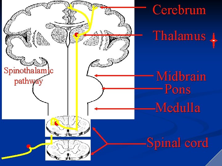 Cerebrum Thalamus Spinothalamic pathway Midbrain Pons Medulla Spinal cord 