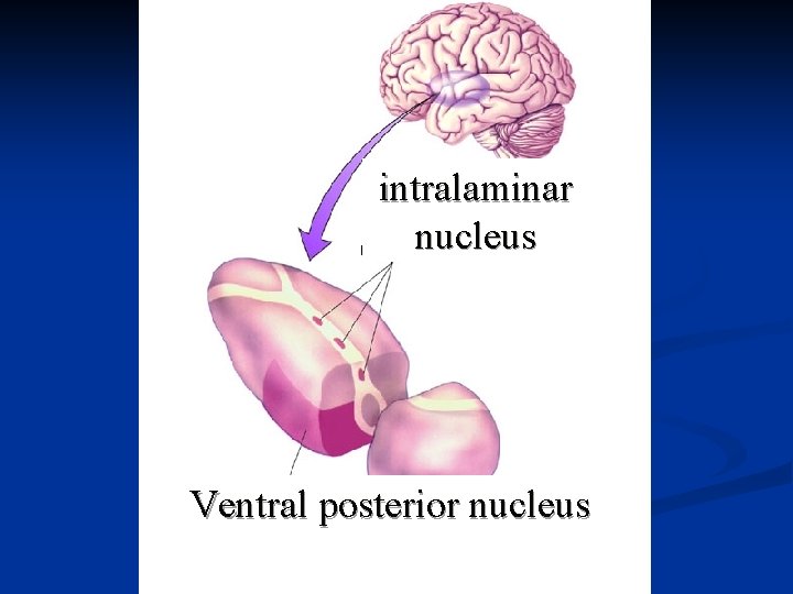 intralaminar nucleus Ventral posterior nucleus 