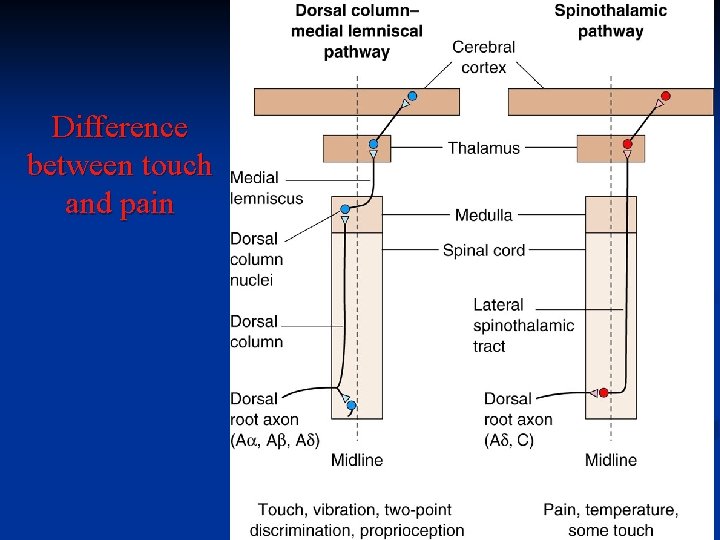 Difference between touch and pain 