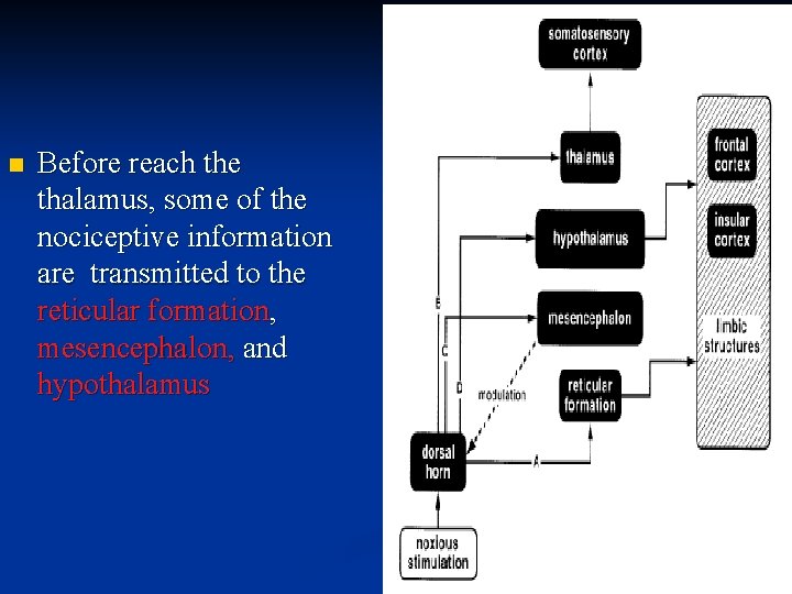 n Before reach the thalamus, some of the nociceptive information are transmitted to the