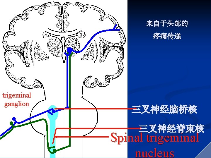来自于头部的 疼痛传递 trigeminal ganglion 三叉神经脑桥核 三叉神经脊束核 Spinal trigeminal nucleus 