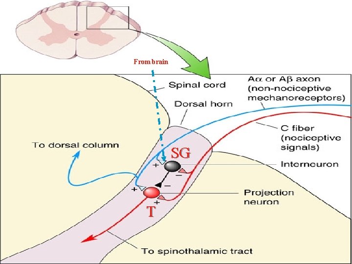 From brain SG T 