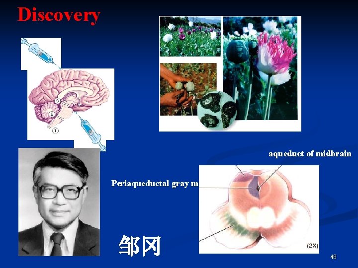 Discovery aqueduct of midbrain Periaqueductal gray matter 邹冈 48 