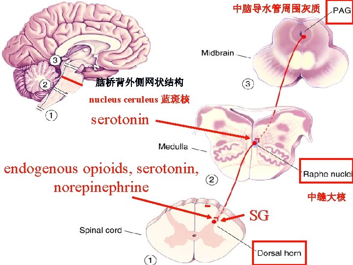 中脑导水管周围灰质 脑桥背外侧网状结构 nucleus ceruleus 蓝斑核 serotonin endogenous opioids, serotonin, norepinephrine - 中缝大核 SG 