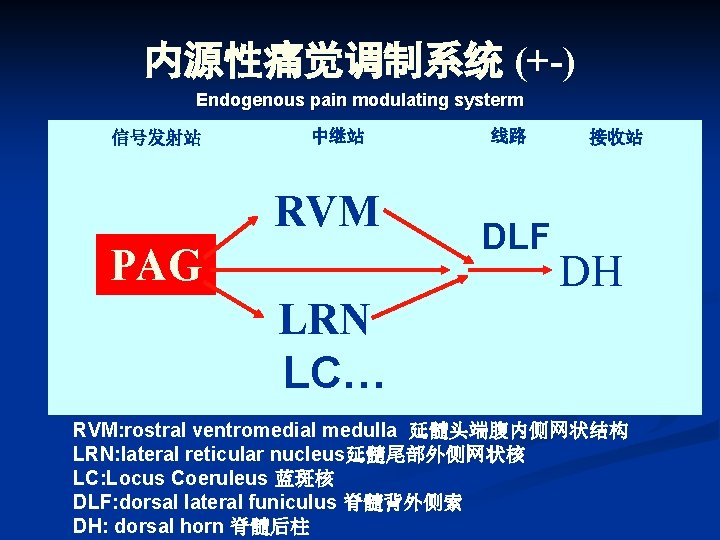 内源性痛觉调制系统 (+-) Endogenous pain modulating systerm 信号发射站 中继站 RVM PAG LRN LC… 线路 DLF
