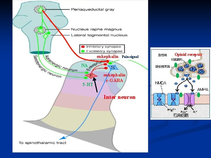 enkephalin Pain signal NA 5 -HT enkephalin r-GABA Inter neuron Opioid receptor 