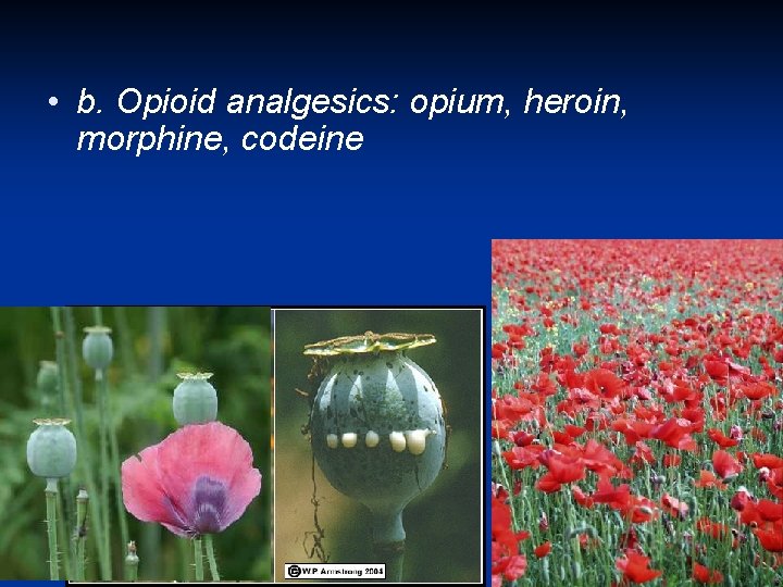  • b. Opioid analgesics: opium, heroin, morphine, codeine 