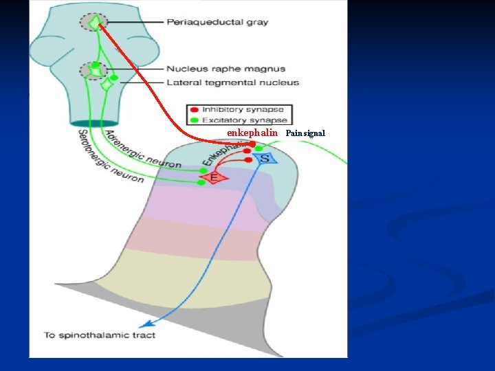 enkephalin Pain signal 