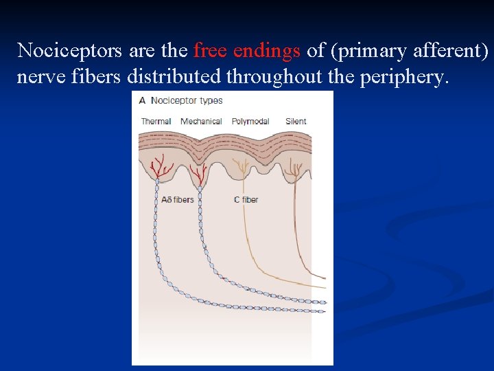 Nociceptors are the free endings of (primary afferent) nerve fibers distributed throughout the periphery.