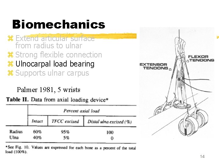 Biomechanics z Extend articular surface from radius to ulnar z Strong flexible connection z