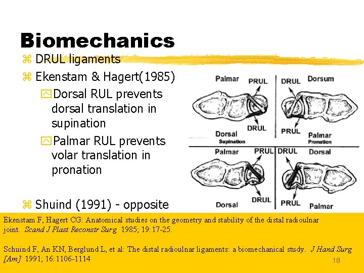 Biomechanics z DRUL ligaments z Ekenstam & Hagert(1985) y. Dorsal RUL prevents dorsal translation