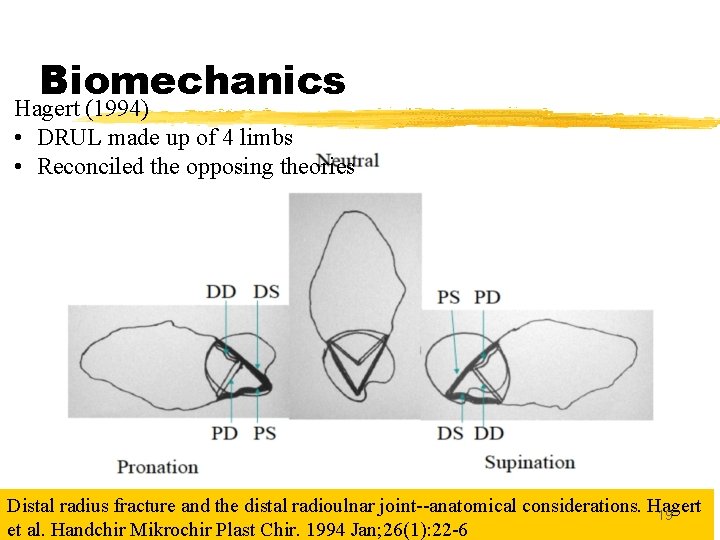 Biomechanics Hagert (1994) • DRUL made up of 4 limbs • Reconciled the opposing