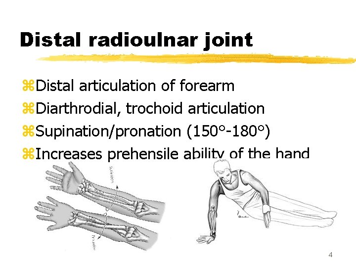 Distal radioulnar joint z. Distal articulation of forearm z. Diarthrodial, trochoid articulation z. Supination/pronation