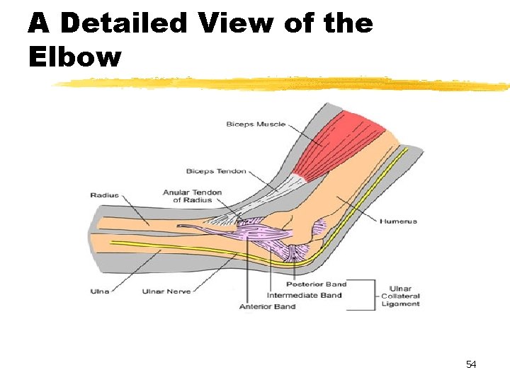 A Detailed View of the Elbow 54 