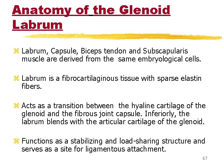 Anatomy of the Glenoid Labrum z Labrum, Capsule, Biceps tendon and Subscapularis muscle are