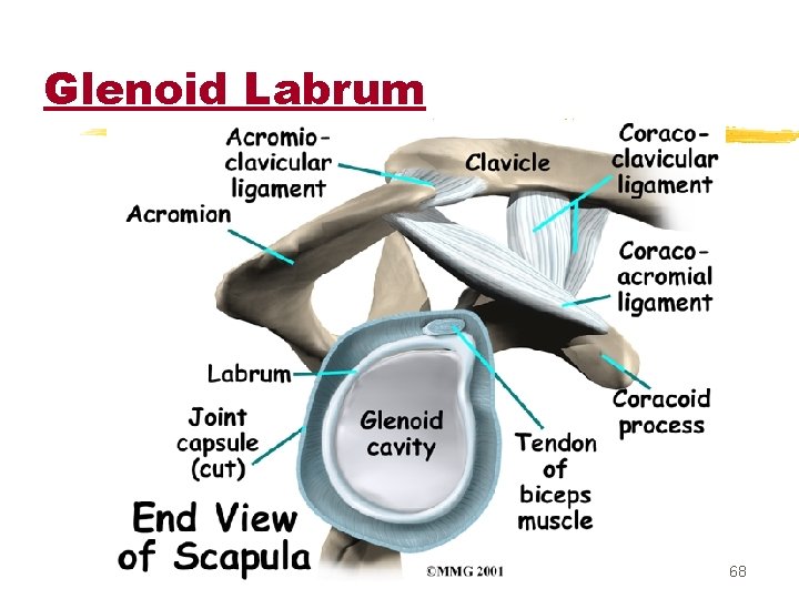 Glenoid Labrum 68 