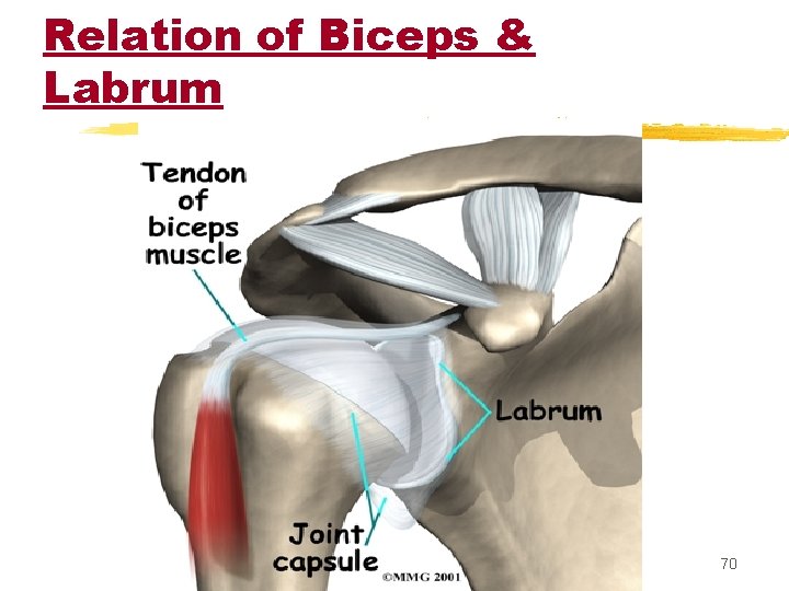 Relation of Biceps & Labrum 70 