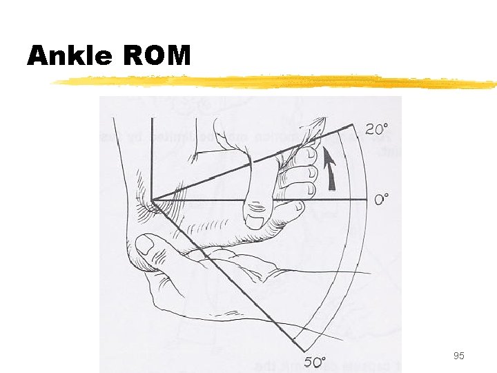 Ankle ROM 95 