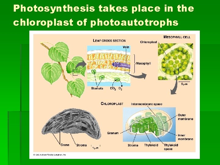 Photosynthesis takes place in the chloroplast of photoautotrophs 