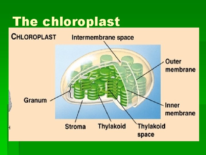 The chloroplast 