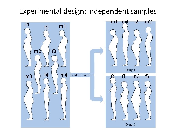 Experimental design: independent samples f 1 m 2 m 3 m 1 f 2