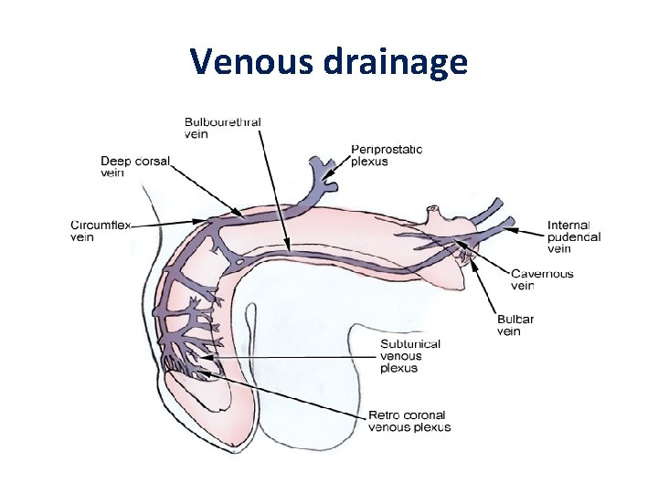 Venous drainage Venous drainage