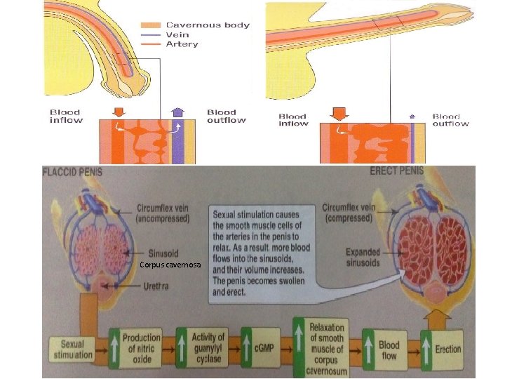 Anatomy Physiology Of Erection And Ejaculation The Penile anatomy-physiology-of-erection-and-ejaculation-the-penile