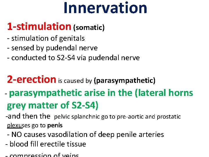 Innervation 1 -stimulation (somatic) - stimulation of genitals - sensed by pudendal nerve - Innervation 1 -stimulation (somatic) - stimulation of genitals - sensed by pudendal nerve -