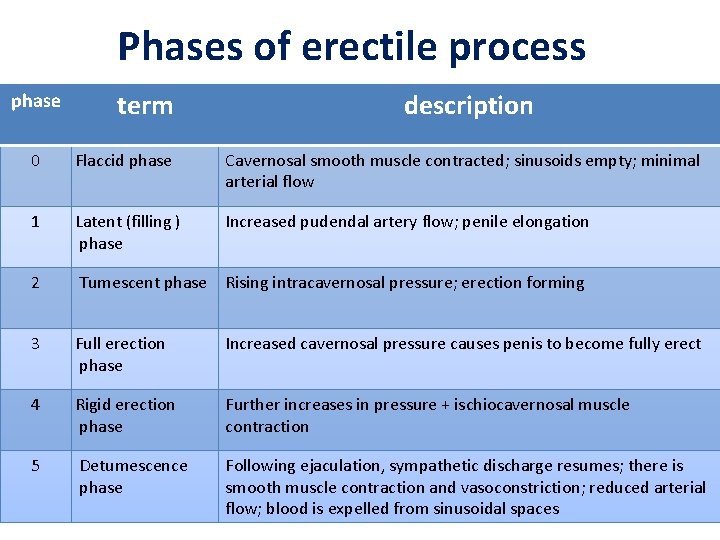 Phases of erectile process phase term description 0 Flaccid phase Cavernosal smooth muscle contracted; Phases of erectile process phase term description 0 Flaccid phase Cavernosal smooth muscle contracted;