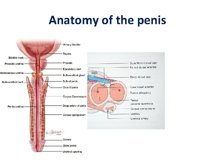 Anatomy of the penis Anatomy of the penis