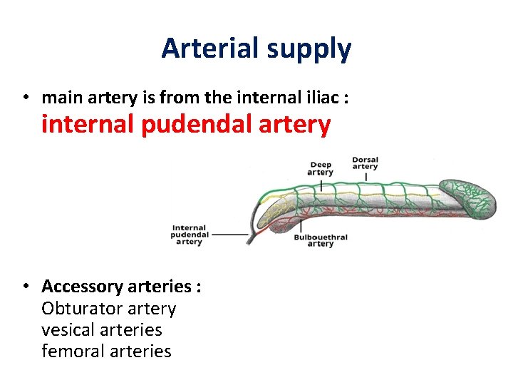 Arterial supply • main artery is from the internal iliac : internal pudendal artery Arterial supply • main artery is from the internal iliac : internal pudendal artery