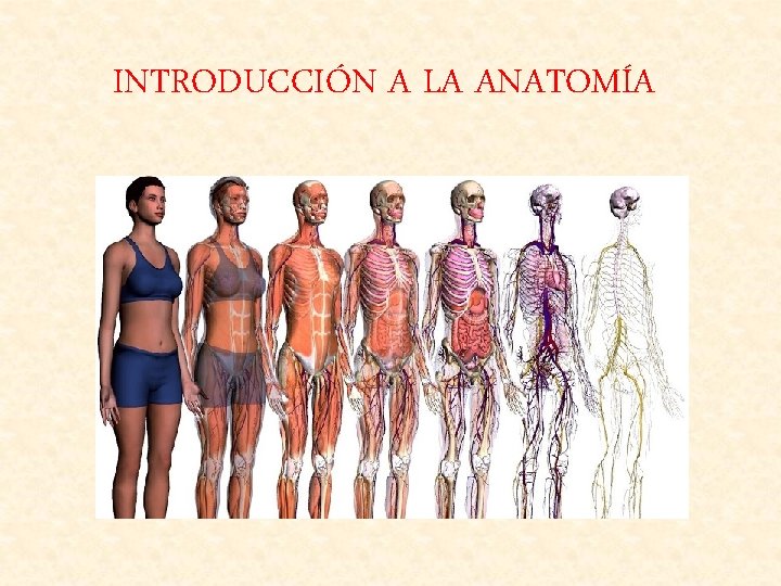 INTRODUCCIÓN A LA ANATOMÍA 