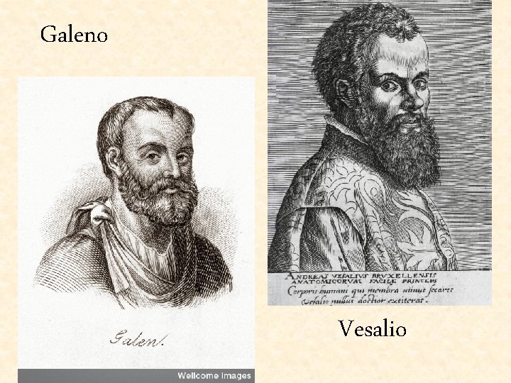 Galeno Vesalio 