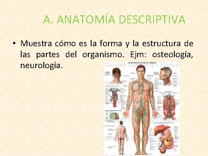 A. ANATOMÍA DESCRIPTIVA • Muestra cómo es la forma y la estructura de las