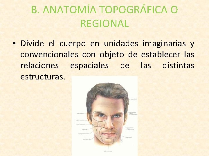 B. ANATOMÍA TOPOGRÁFICA O REGIONAL • Divide el cuerpo en unidades imaginarias y convencionales