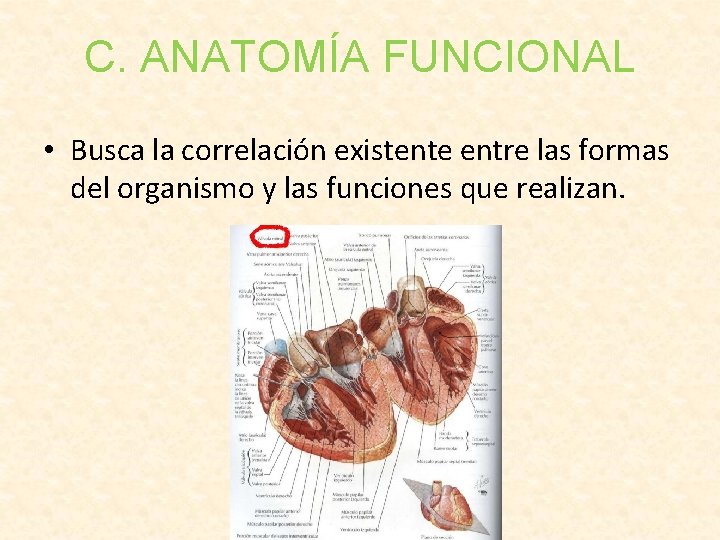 C. ANATOMÍA FUNCIONAL • Busca la correlación existente entre las formas del organismo y