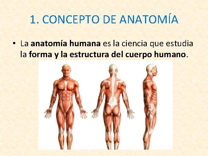 1. CONCEPTO DE ANATOMÍA • La anatomía humana es la ciencia que estudia la