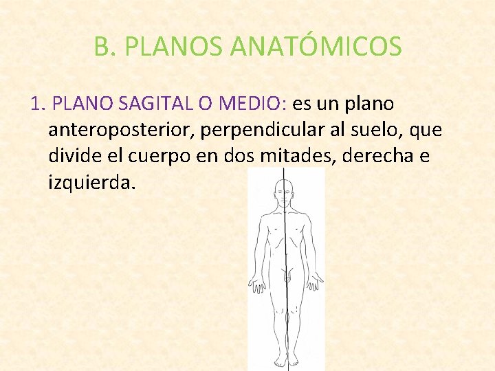 B. PLANOS ANATÓMICOS 1. PLANO SAGITAL O MEDIO: es un plano anteroposterior, perpendicular al