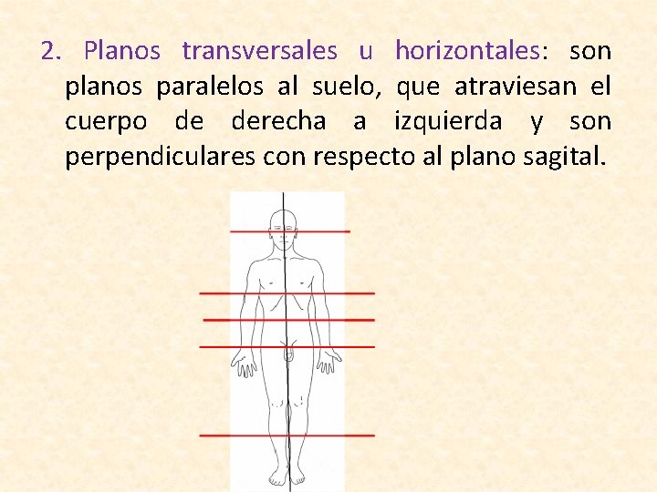 2. Planos transversales u horizontales: son planos paralelos al suelo, que atraviesan el cuerpo