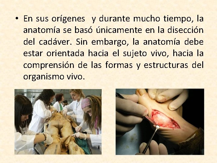  • En sus orígenes y durante mucho tiempo, la anatomía se basó únicamente