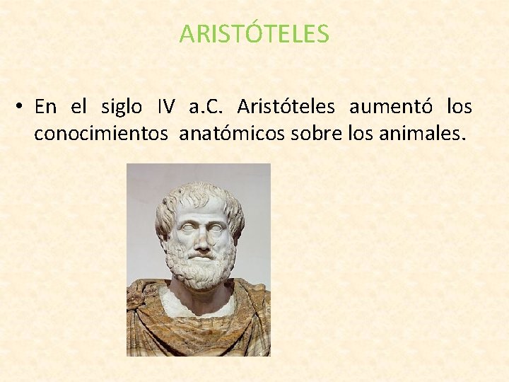 ARISTÓTELES • En el siglo IV a. C. Aristóteles aumentó los conocimientos anatómicos sobre