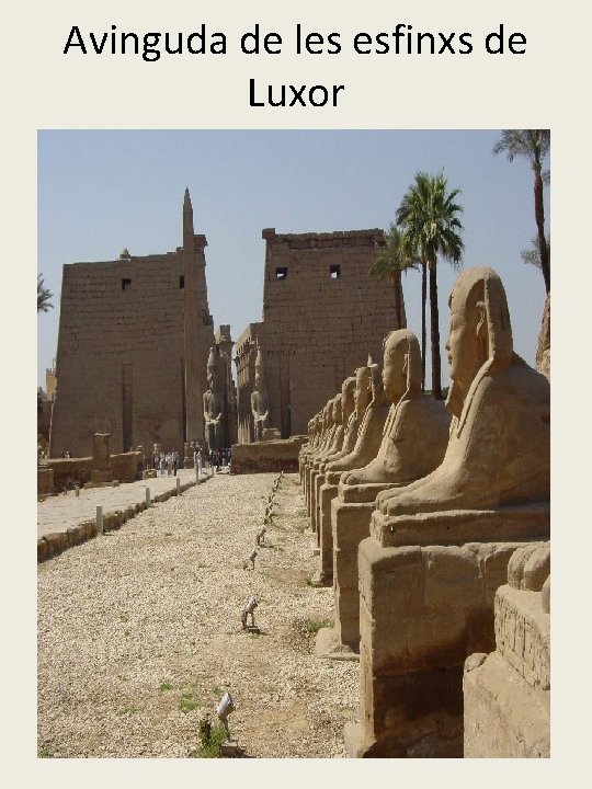 Avinguda de les esfinxs de Luxor 