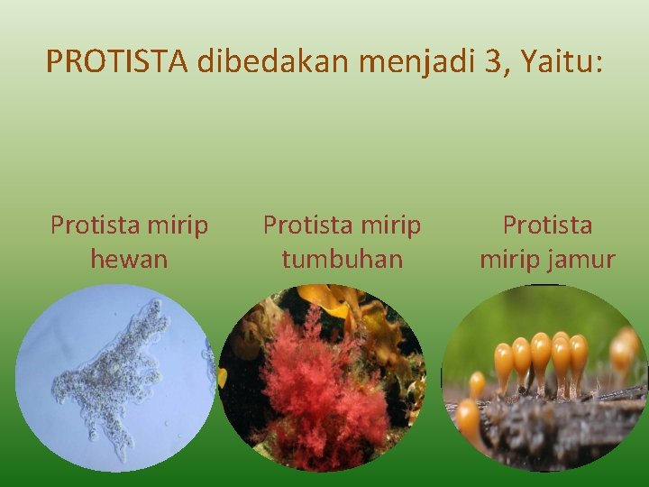 PROTISTA dibedakan menjadi 3, Yaitu: Protista mirip hewan Protista mirip tumbuhan Protista mirip jamur