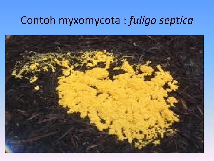 Contoh myxomycota : fuligo septica 