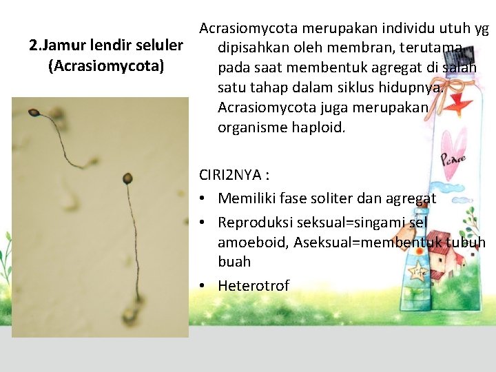 Acrasiomycota merupakan individu utuh yg 2. Jamur lendir seluler dipisahkan oleh membran, terutama (Acrasiomycota)