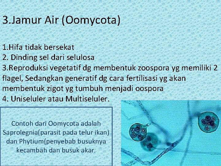 3. Jamur Air (Oomycota) 1. Hifa tidak bersekat 2. Dinding sel dari selulosa 3.