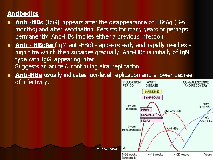 Antibodies l Anti -HBs (Ig. G) appears after the disappearance of HBs. Ag (3