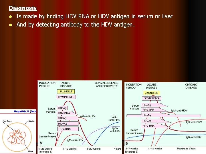 Diagnosis l Is made by finding HDV RNA or HDV antigen in serum or