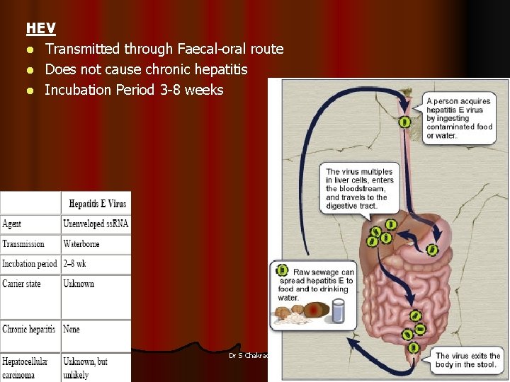 HEV l Transmitted through Faecal-oral route l Does not cause chronic hepatitis l Incubation