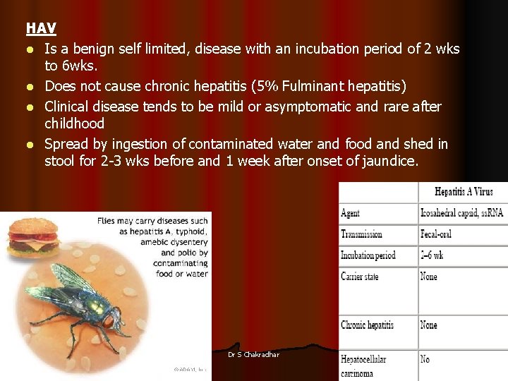 HAV l Is a benign self limited, disease with an incubation period of 2